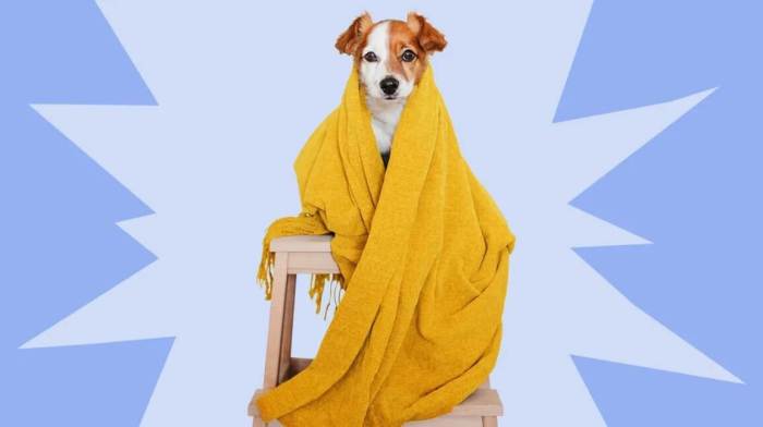 Pets best pet insurance reviews
