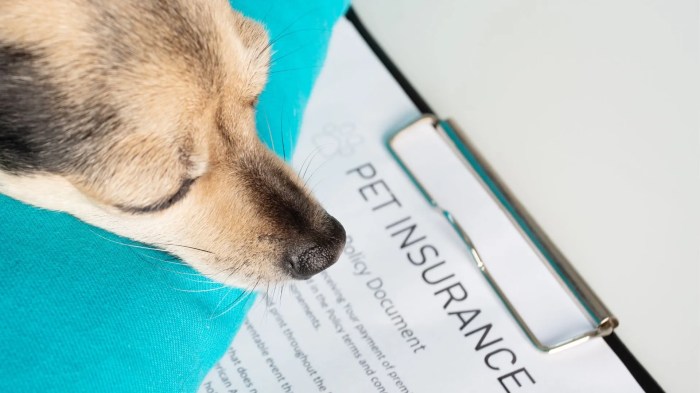 Pet best pet insurance