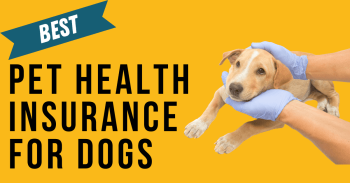 Pet best dog insurance