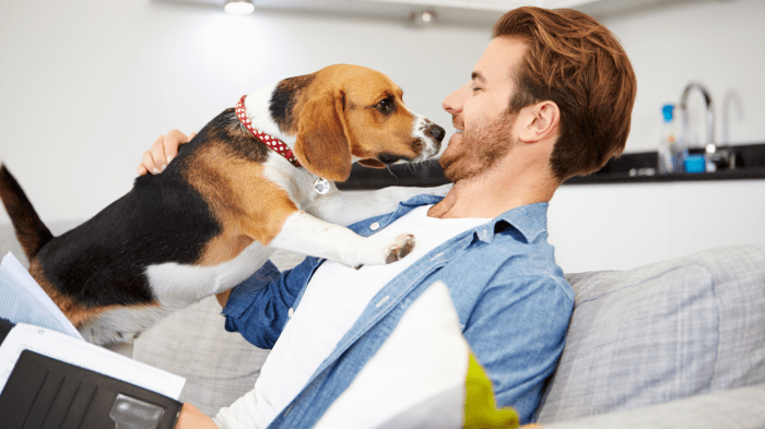 Pet best dog insurance
