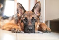 Does pets best insurance cover hip dysplasia