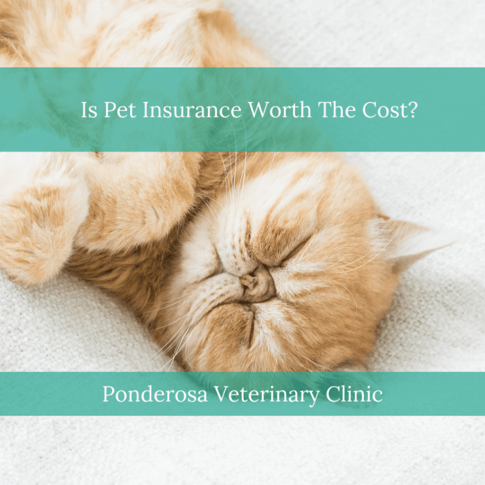 Why is pets best insurance so cheap