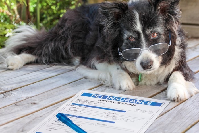 Insurance pet dog Insurance pet dog