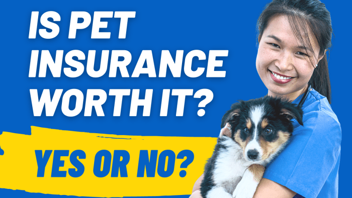 Insurance pets Why is pets best insurance so cheap